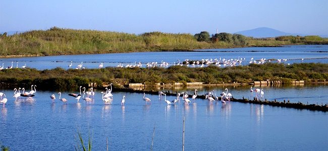 Saline Tarquinia, Federbalneari pronta a denunciare Regione per danno ambientale Fonte: MondoBalneare.com